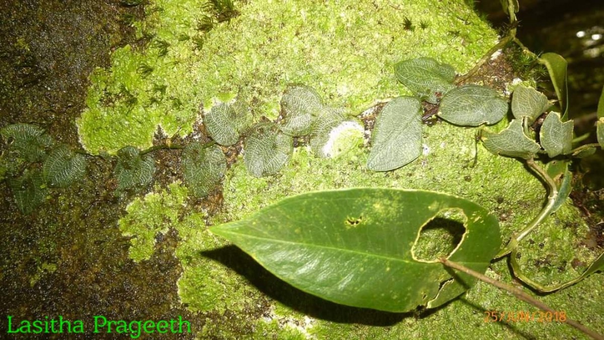 Pothos remotiflorus Hook.